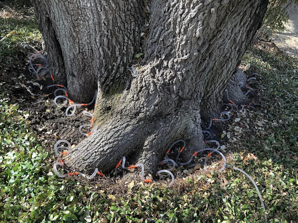 Detailed Shrub and Hedge Trimming job site in Lockport